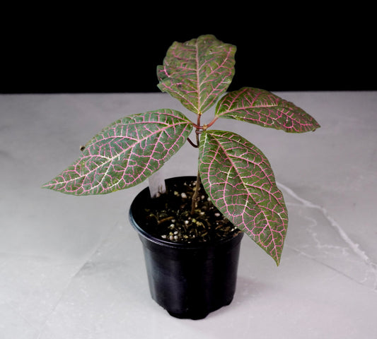 Prestonia Quinquangularis Dogbane Climbing and trailing with pink veins