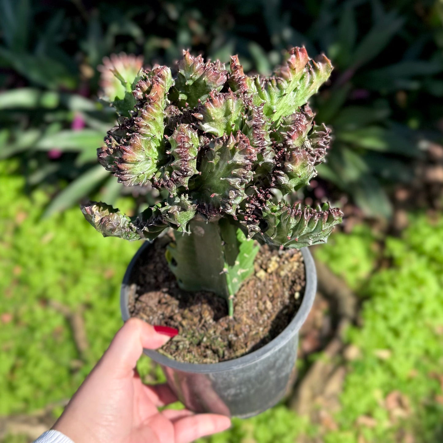 Mermaid Tail Cactus – 6" Pot (Purple)