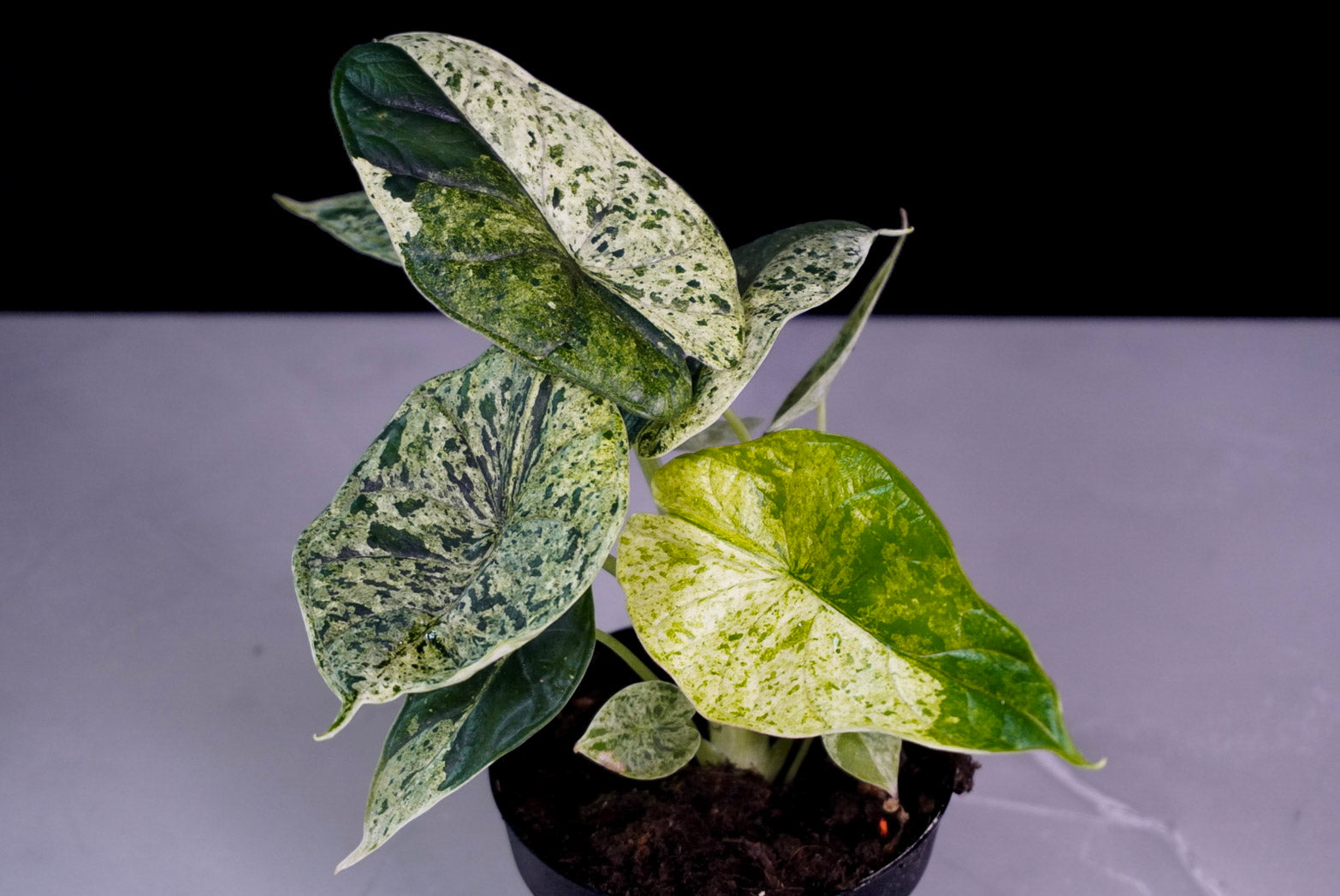 M1583 Alocasia Dragon Scale Mint – rare variegated indoor tropical plant with green and cream foliage, ready to ship