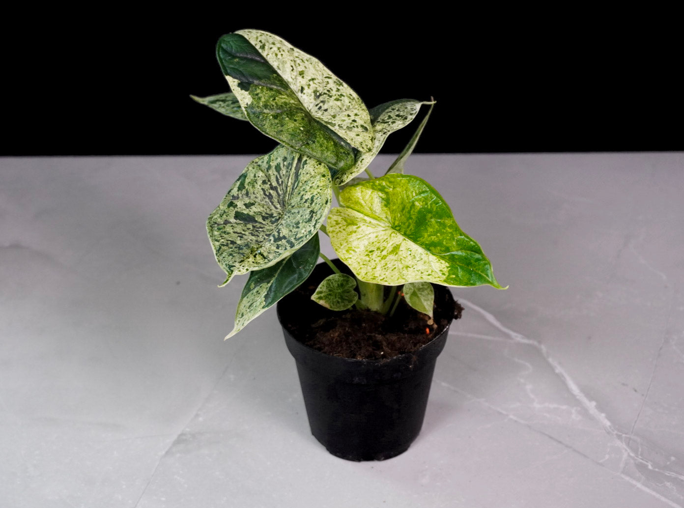 Close-up of M1583 Alocasia Dragon Scale Mint variegated leaves, healthy indoor tropical plant