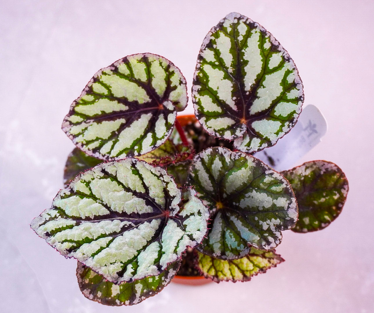 Close up of Begonia Fedor M1121 thick patterned leaves