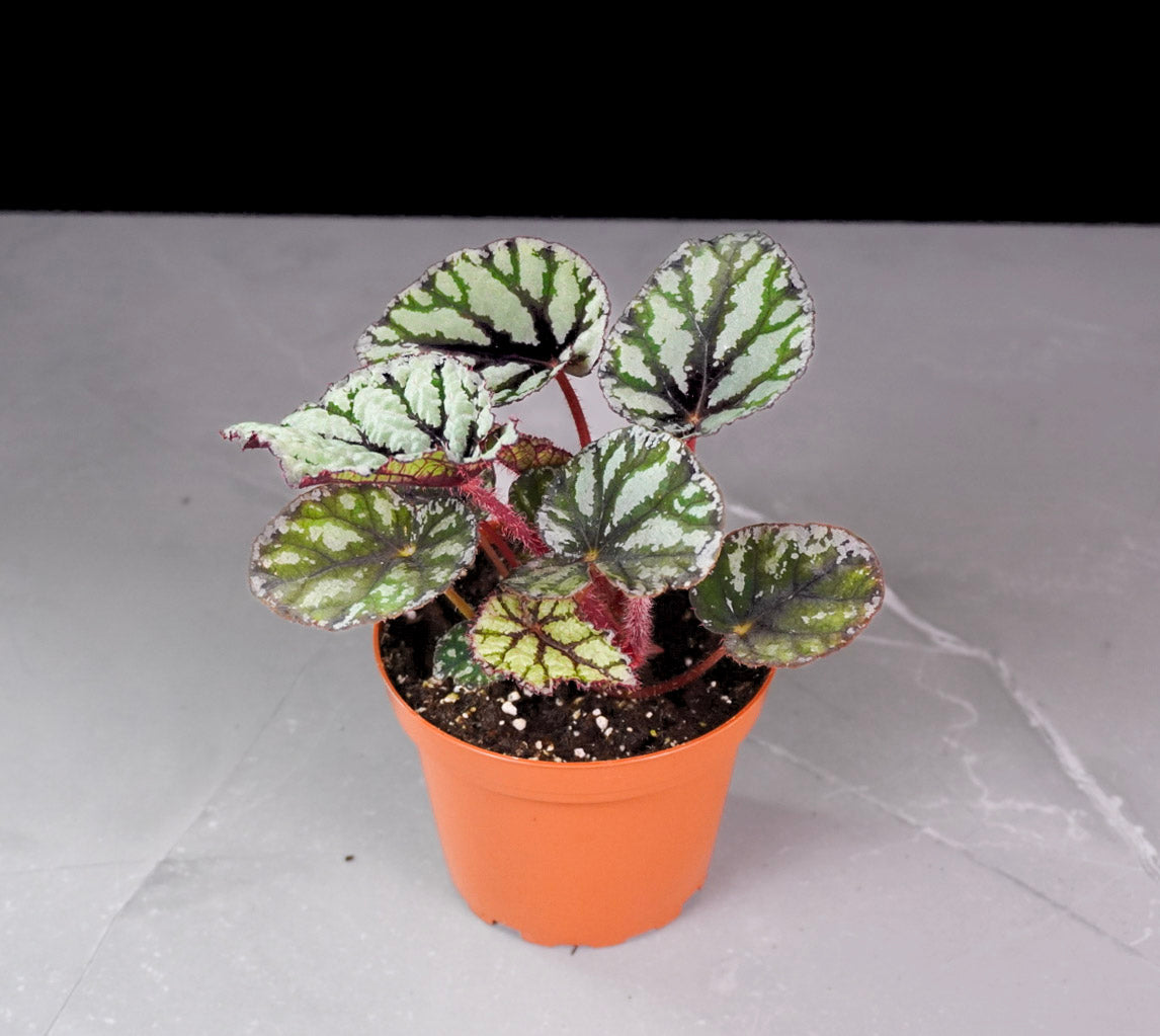 Begonia Fedor M1121 rare rex begonia bold textured foliage