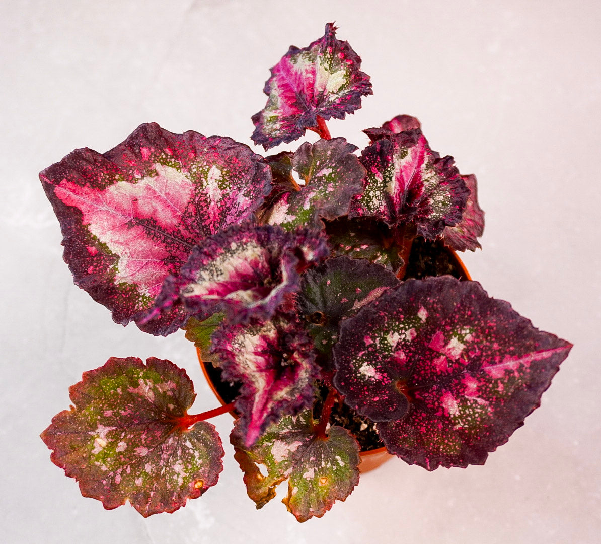 Close up of Begonia Harmony’s First Kiss detailed leaf pattern and blush tones