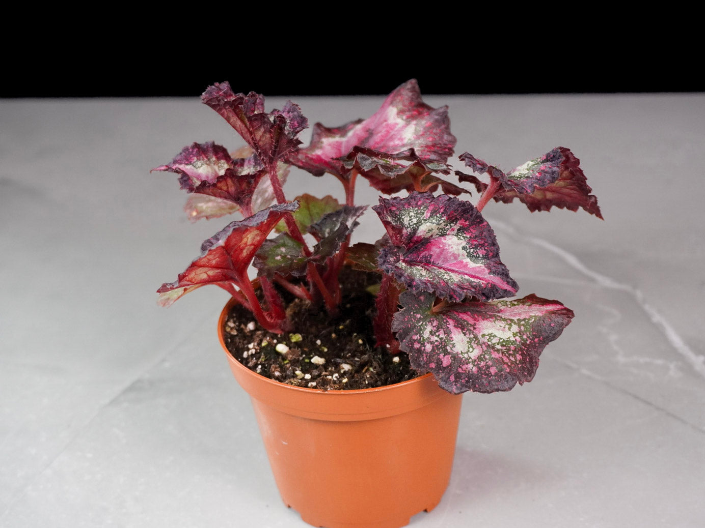 Begonia Harmony’s First Kiss rare rex begonia front view with soft pink and silver foliage