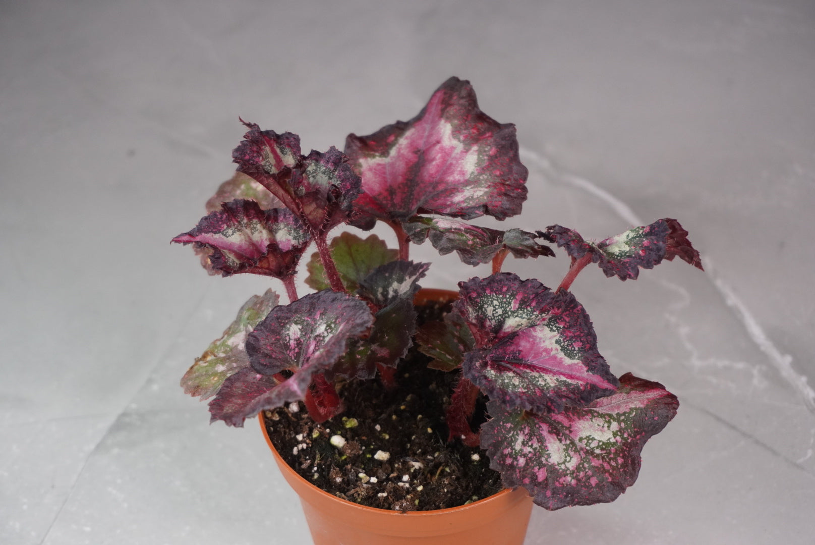Full plant view of Begonia Harmony’s First Kiss in nursery pot