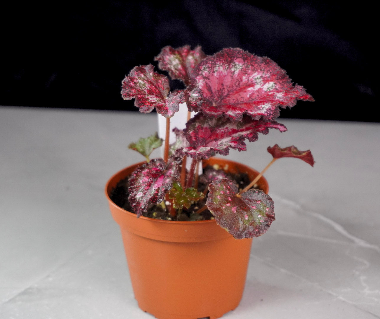 Begonia Gift Wrap M1033 layered silver striped foliage