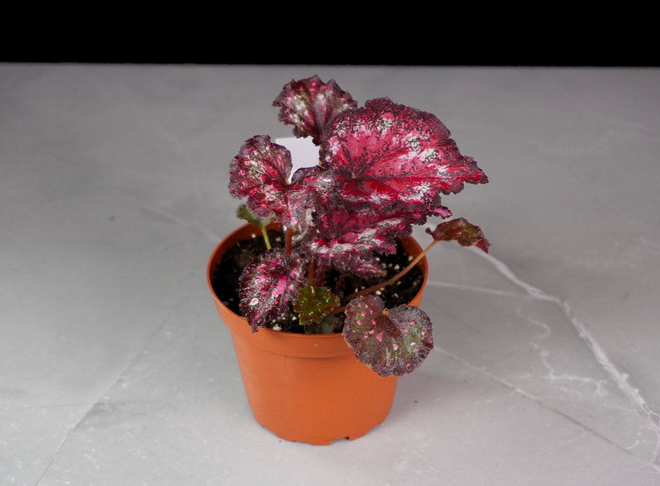 Full plant view of Begonia Gift Wrap M1033 in nursery pot