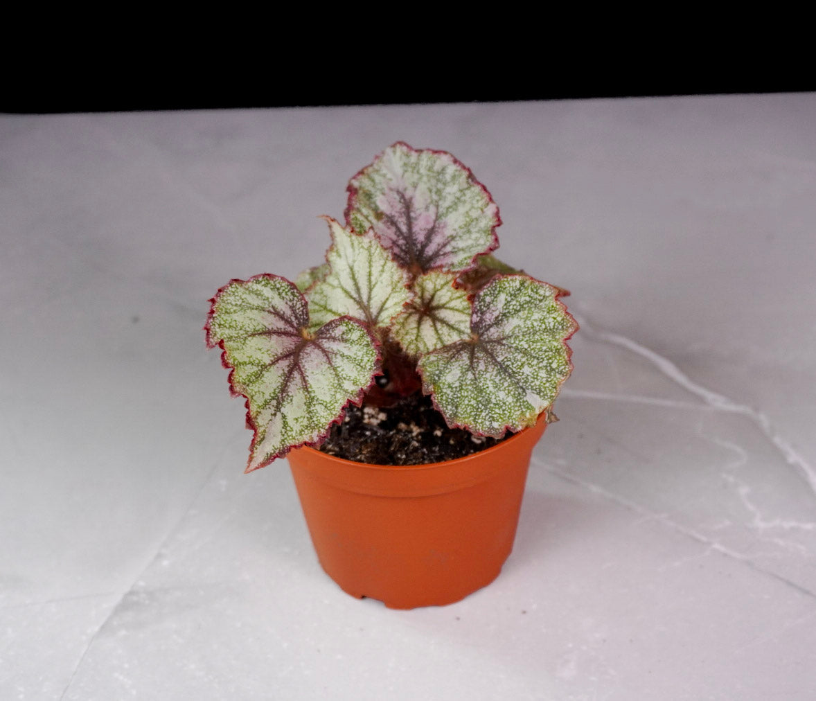 Begonia Harmony’s Heart of Bliss M425 rare rex begonia front view decorative foliage