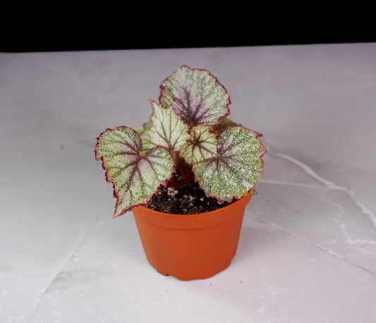 Begonia Harmony’s Heart of Bliss M425 rare rex begonia front view decorative foliage