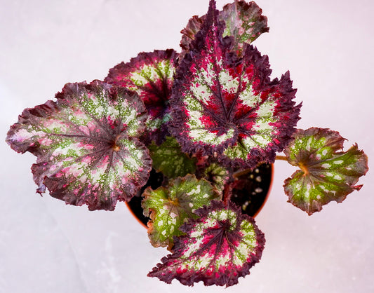 Close up of Begonia Heart’s Desire M1039 leaf veining