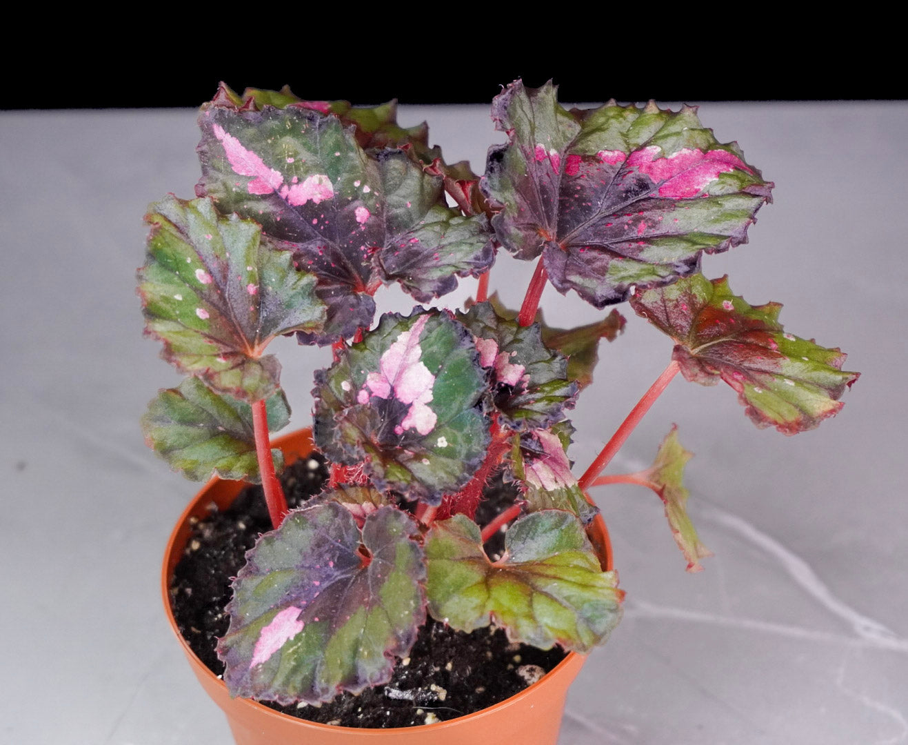 Close up of Begonia Jingle Bells M760 decorative leaf pattern