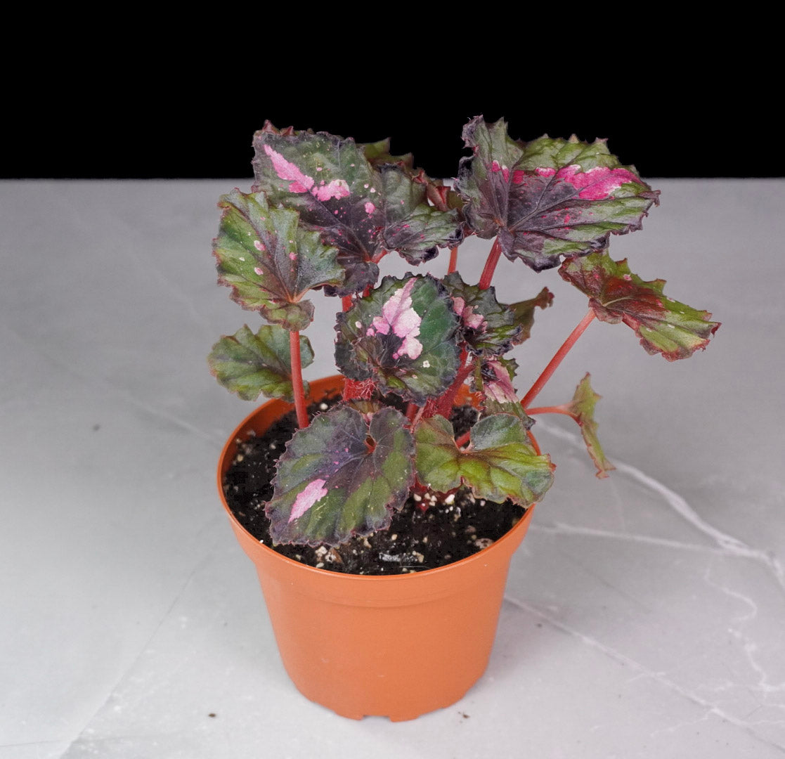 Begonia Harmony’s Jingle Bells M760 silver patterned foliage