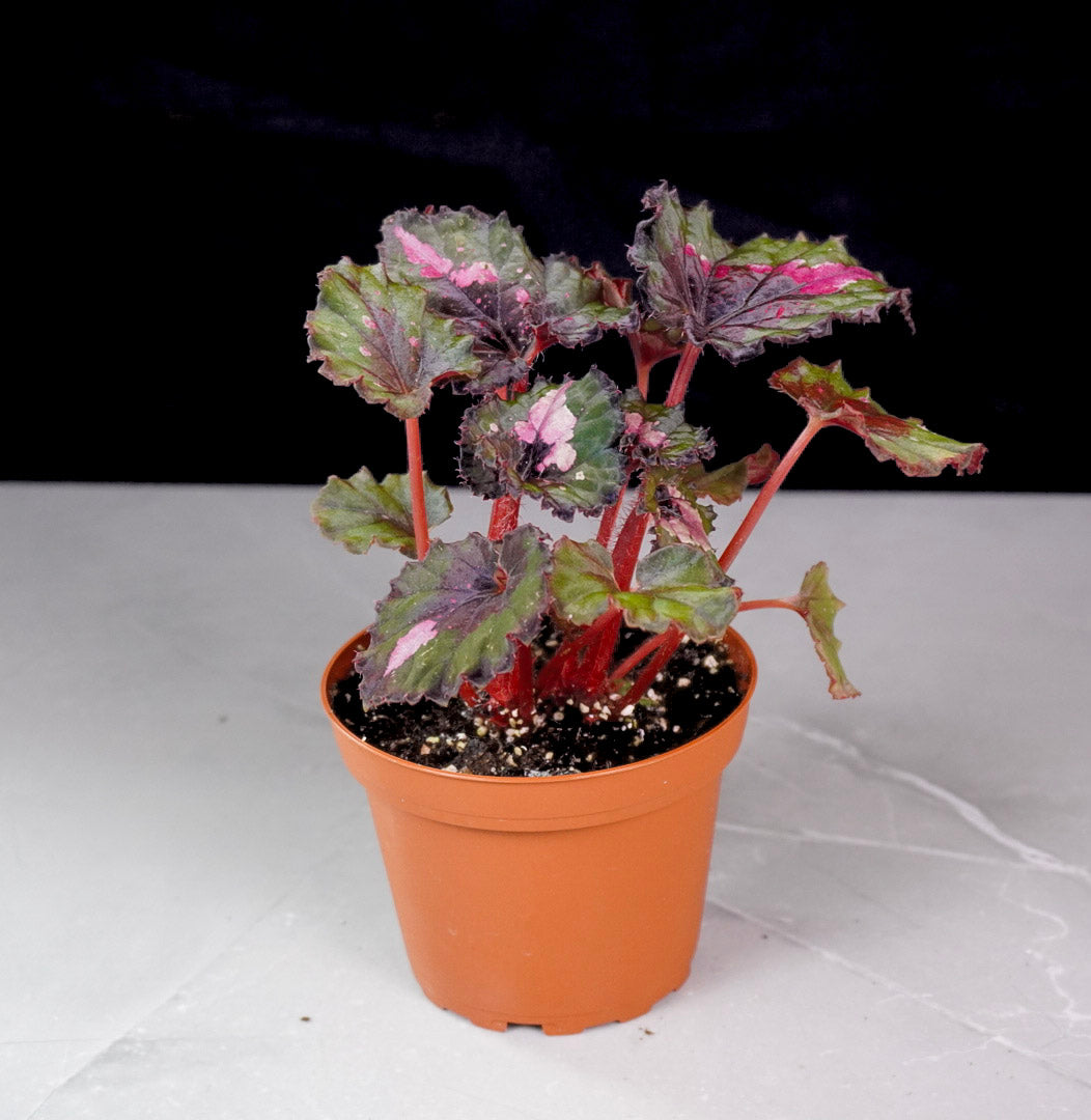 Full plant view of Begonia Jingle Bells M760 in pot