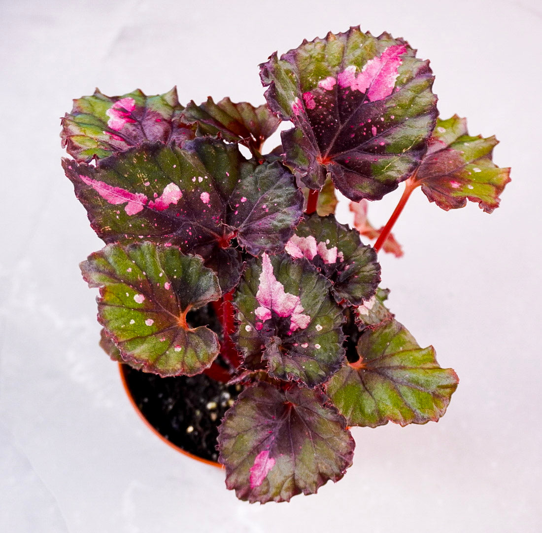 Top view of Begonia Jingle Bells M760 rex begonia