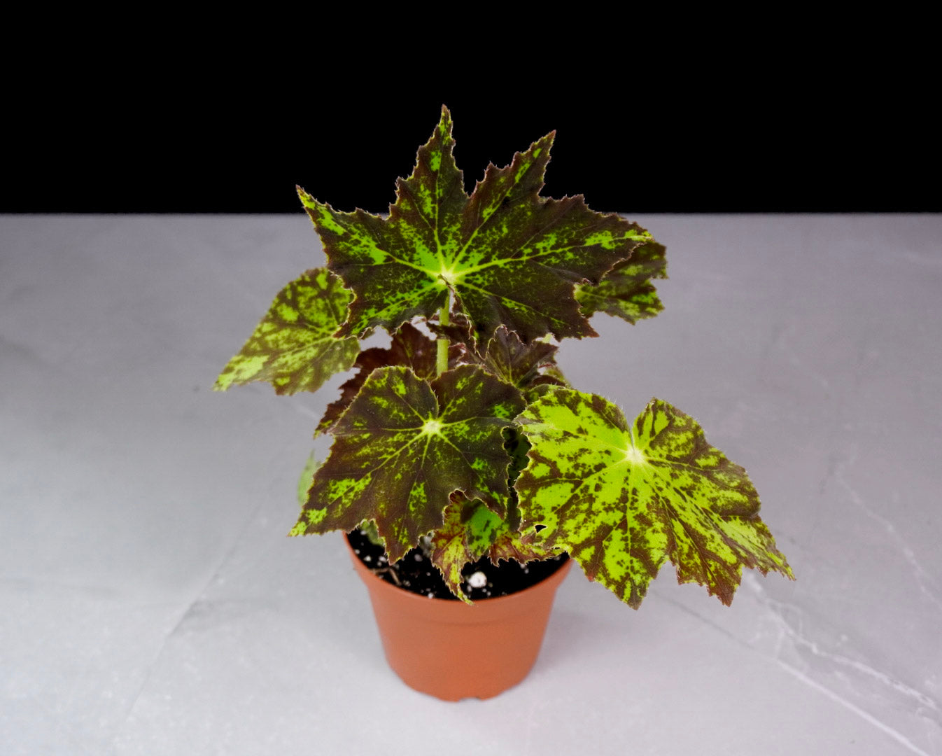 Begonia Phoe’s Cleo M1009 rare collector rex begonia Top View