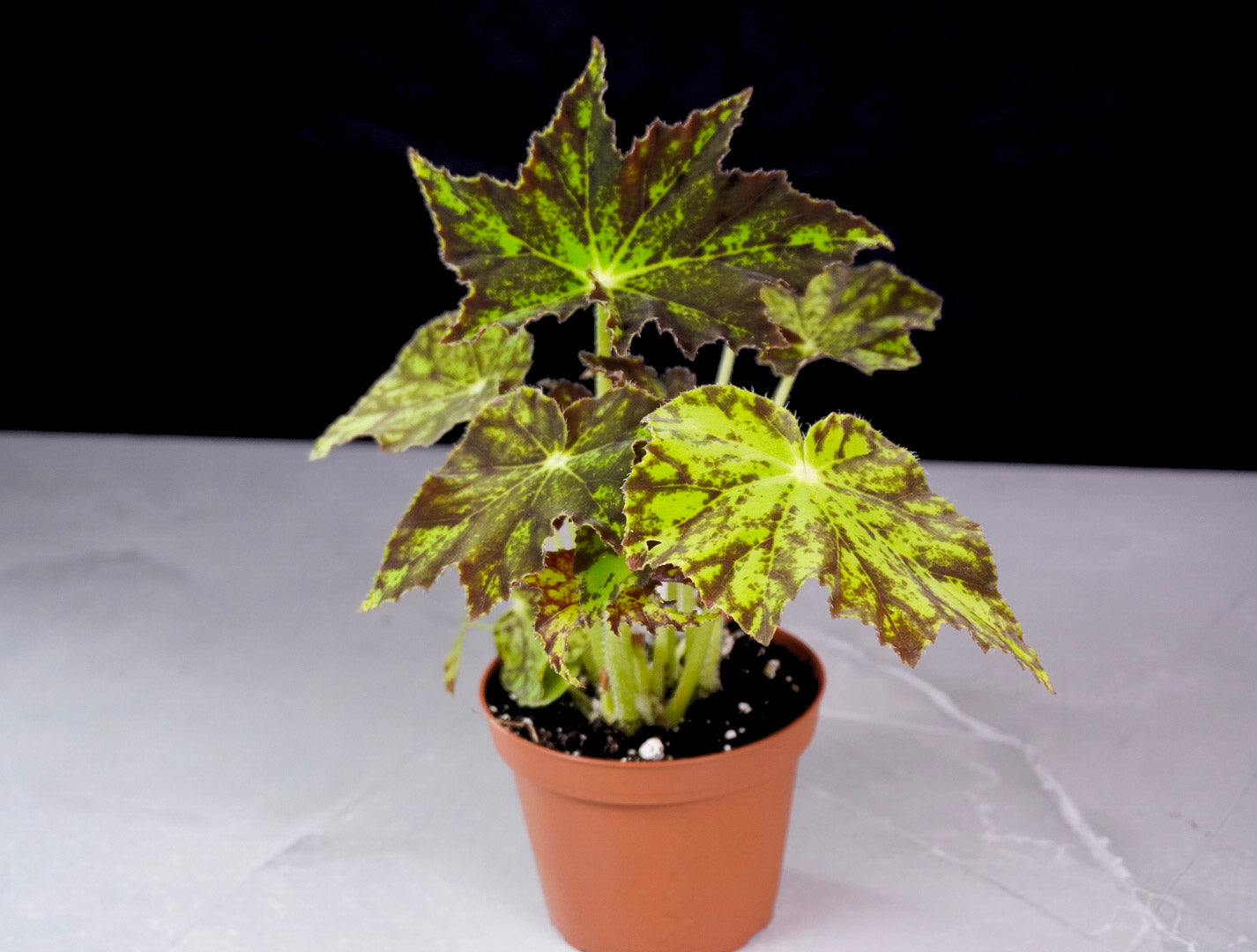 Begonia Phoe's Cleo Rex Begonia Front