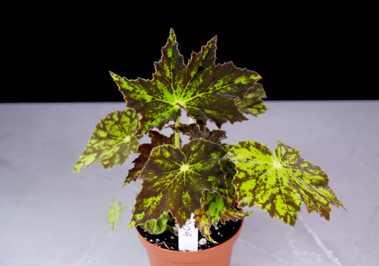 Begonia Phoe’s Cleo M1009 rare collector rex begonia with decorative patterned foliage