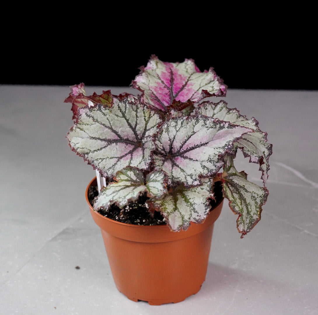 Begonia Harmony’s Prismatic Blush M1071 soft blush rex begonia foliage