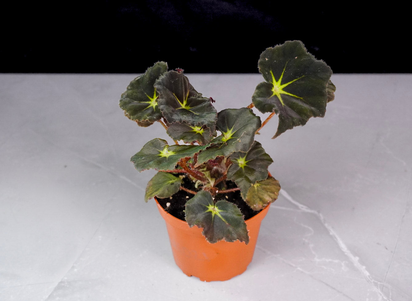 Begonia Stella M1021 rare rex begonia with ornamental foliage and compact growth in 4 inch pot