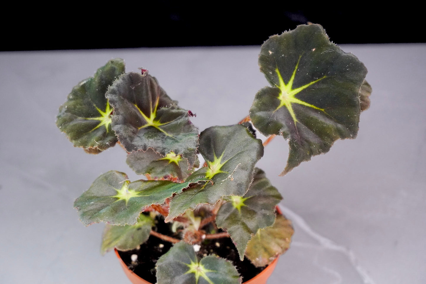 Begonia Stella M1021 rare rex begonia close up with ornamental foliage and compact growth