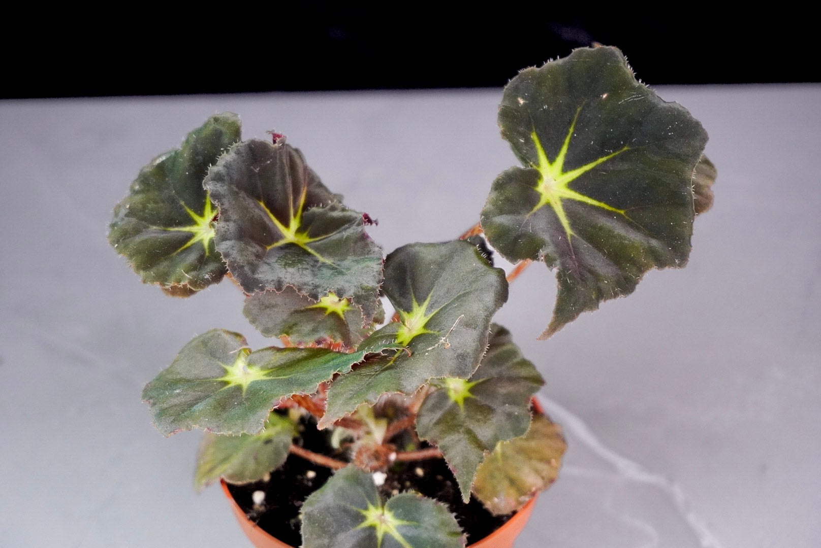 Begonia Stella M1021 rare rex begonia close up with ornamental foliage and compact growth
