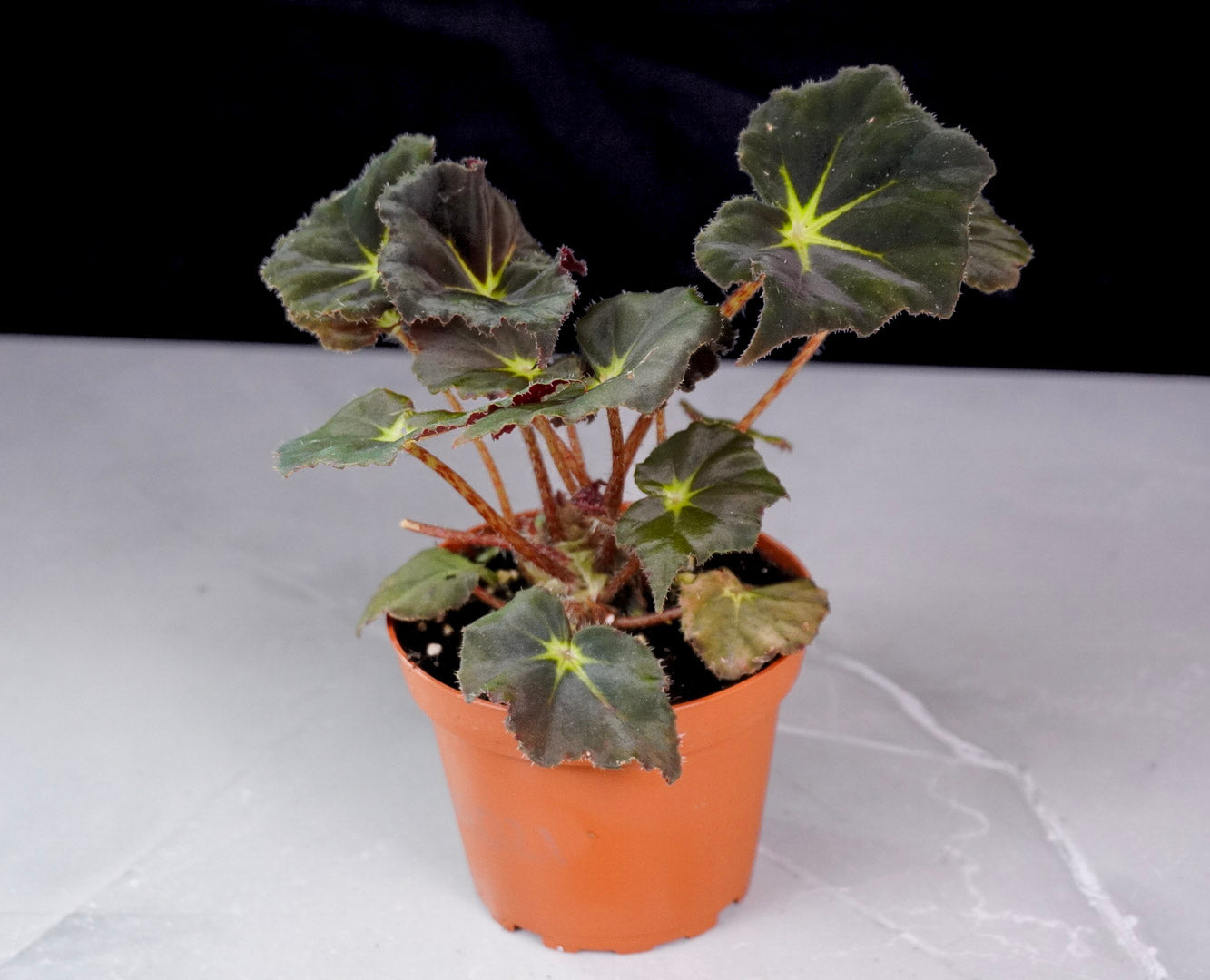 Begonia Stella M1021 rare rex begonia with ornamental foliage and compact growth
