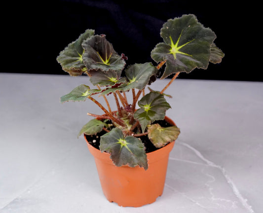 Begonia Stella M1021 rare rex begonia with ornamental foliage and compact growth
