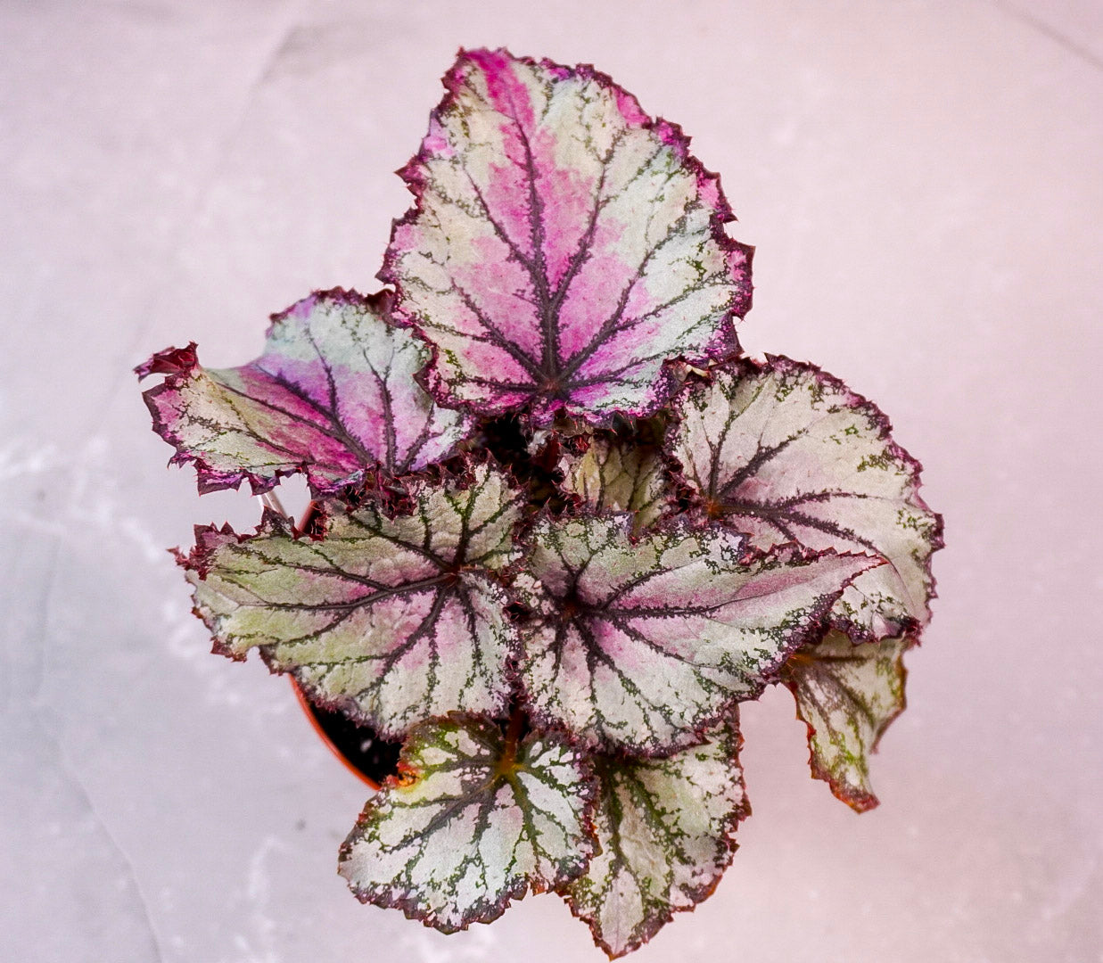 Top view of Begonia Prismatic Blush M1071 collector plant