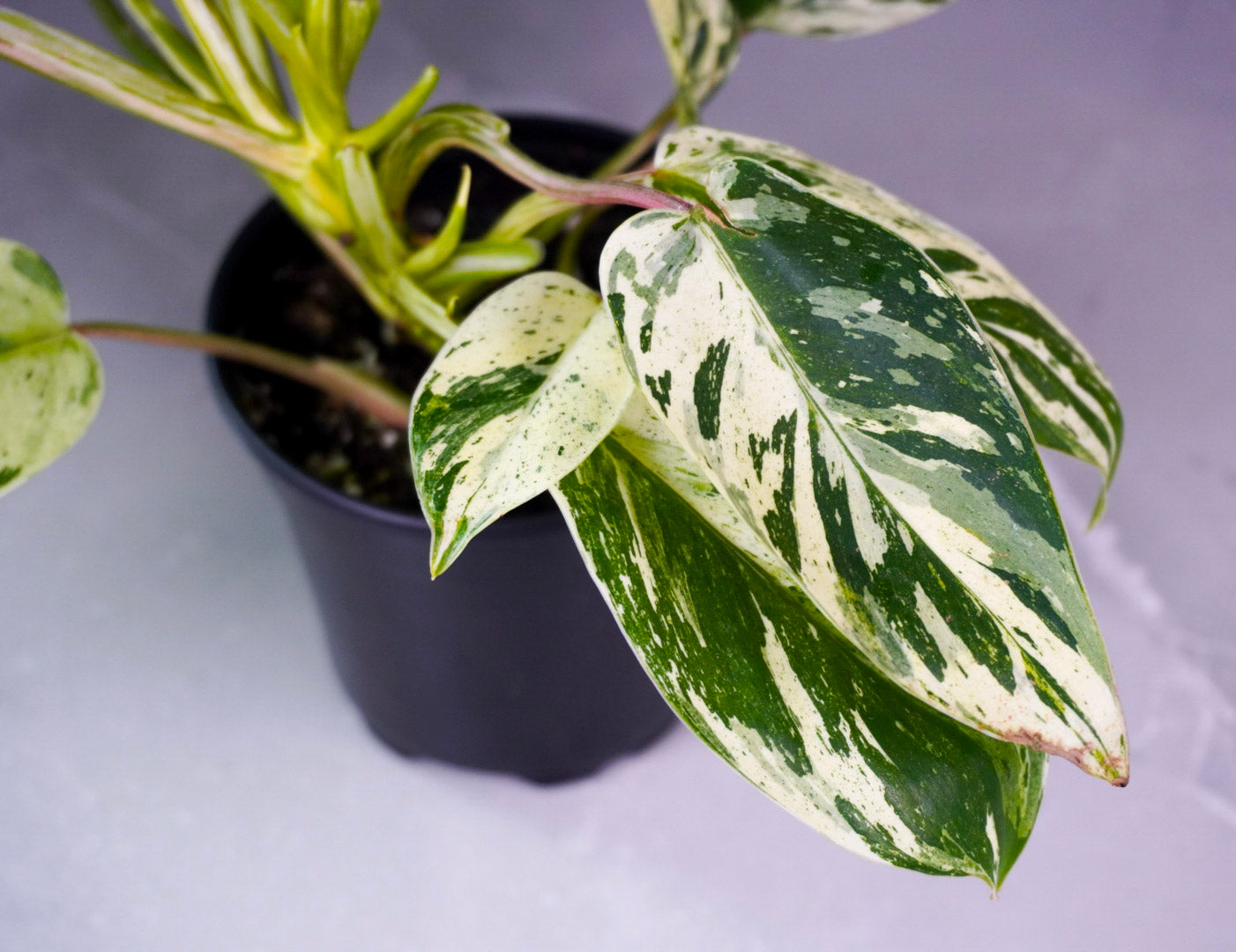 Close up of Philodendron Emerald King M1305 leaf texture