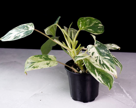 Philodendron Emerald King M1305 glossy green tropical foliage