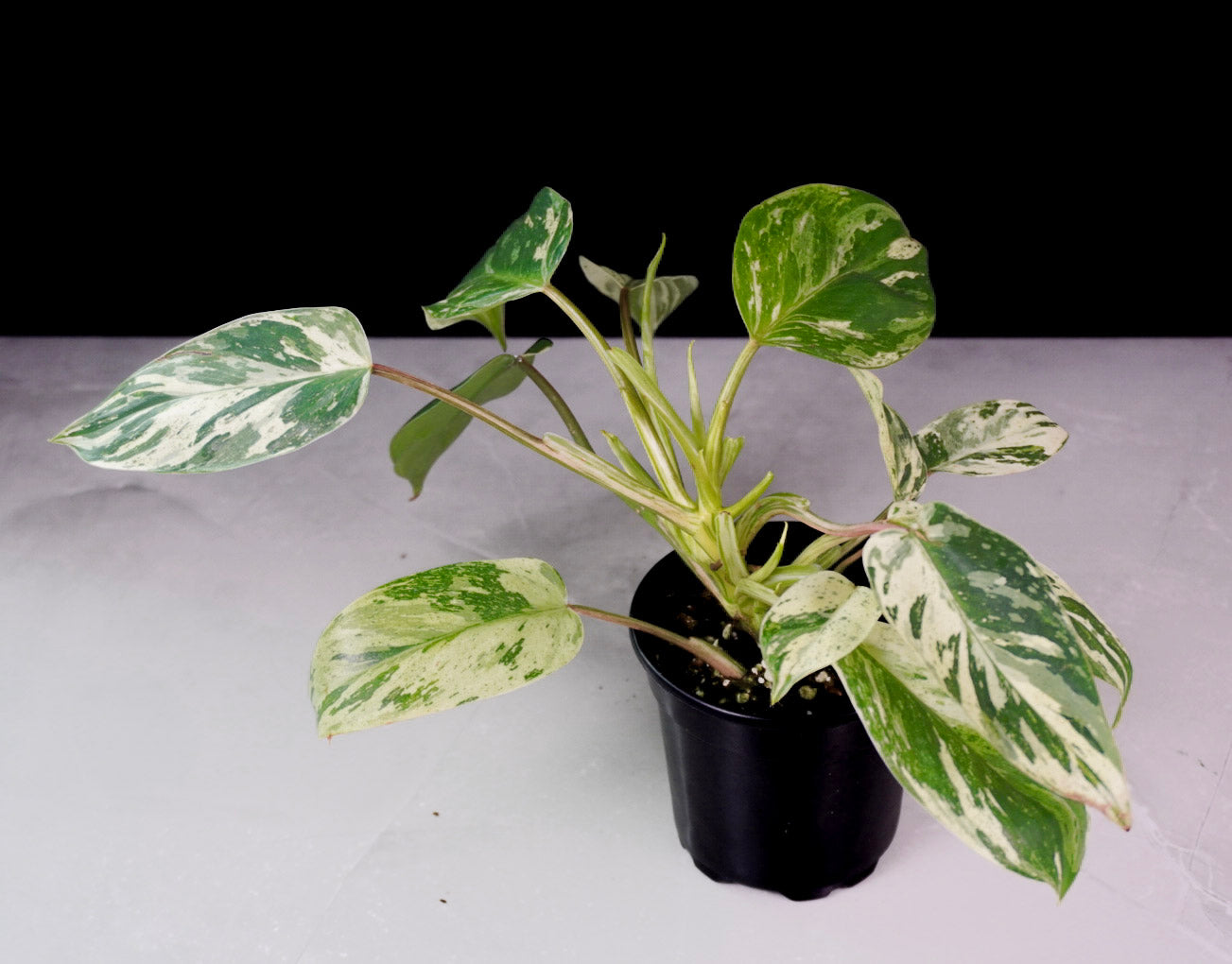Full plant view of Philodendron Emerald King M1305 in pot