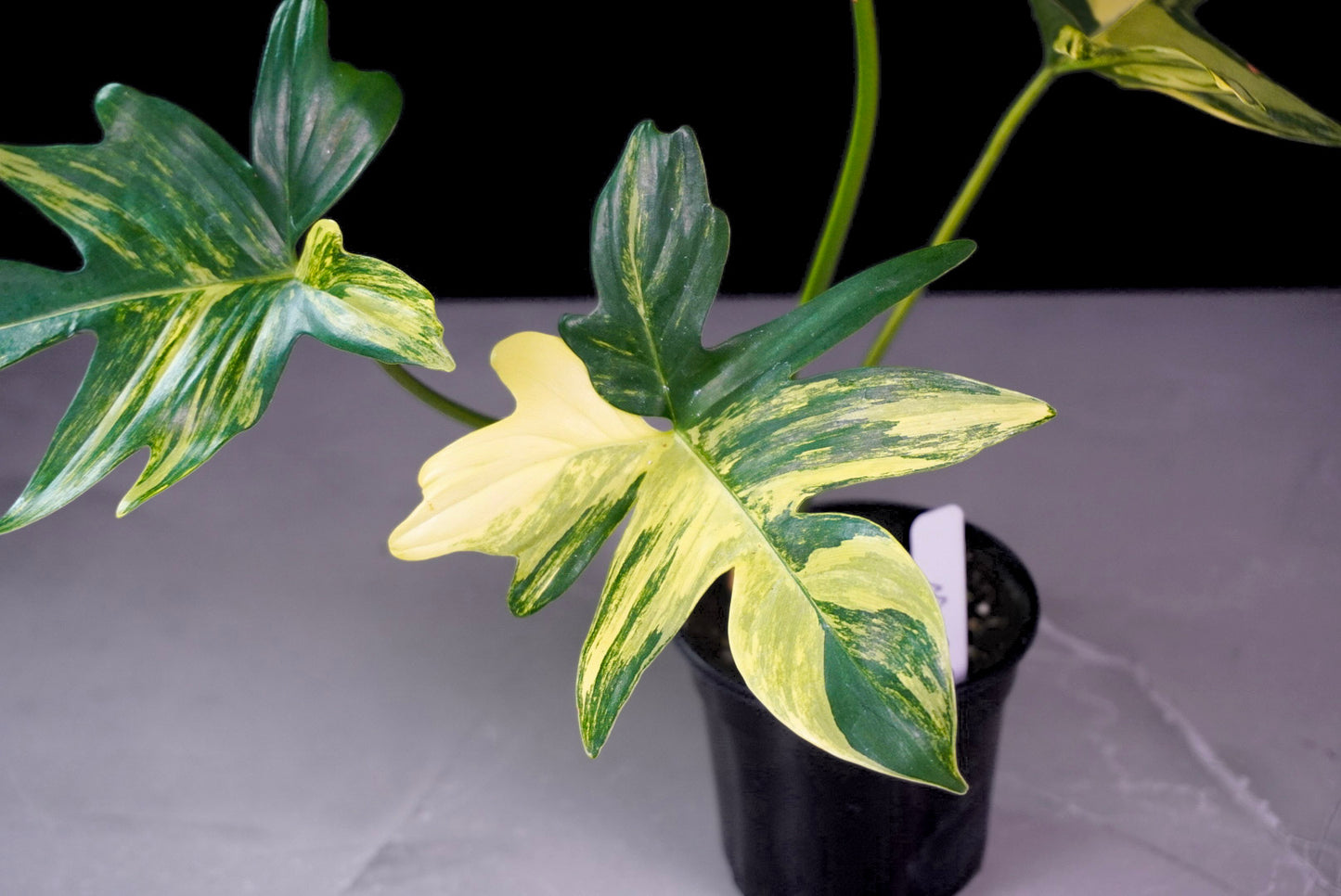 Philodendron Florida Beauty x Mayoi hybrid variegated leaf close up