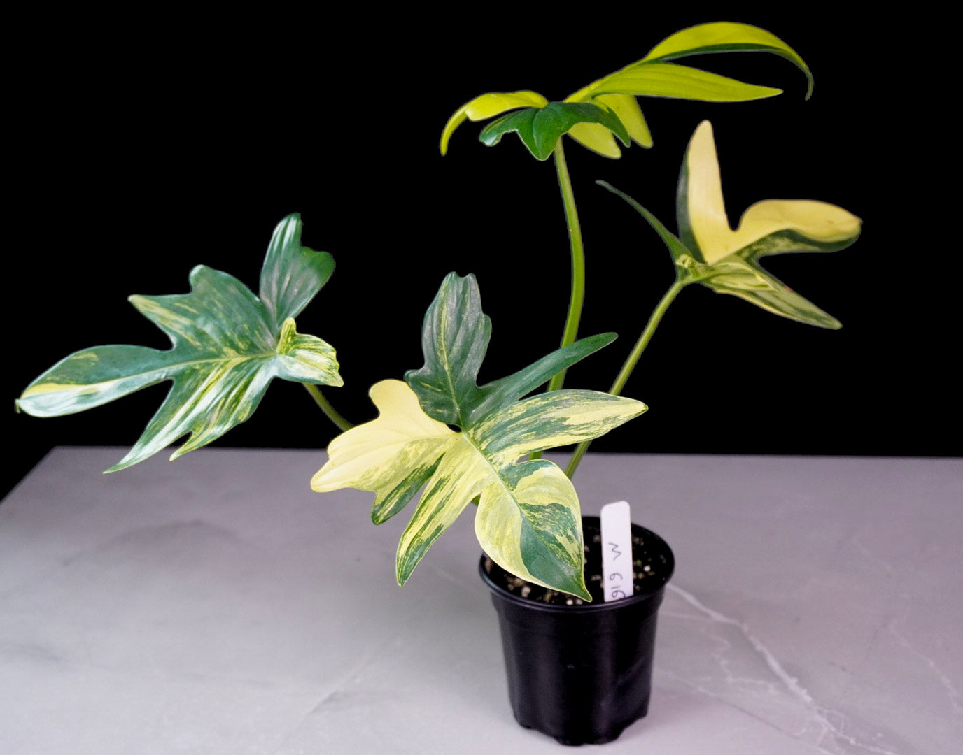 Philodendron Florida Beauty x Mayoi hybrid variegated frontal view