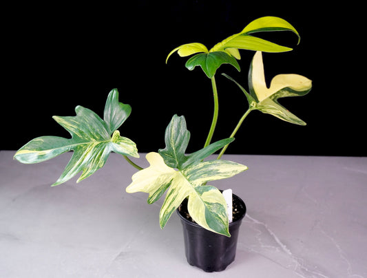 Philodendron Florida Beauty x Mayoi hybrid variegated front view