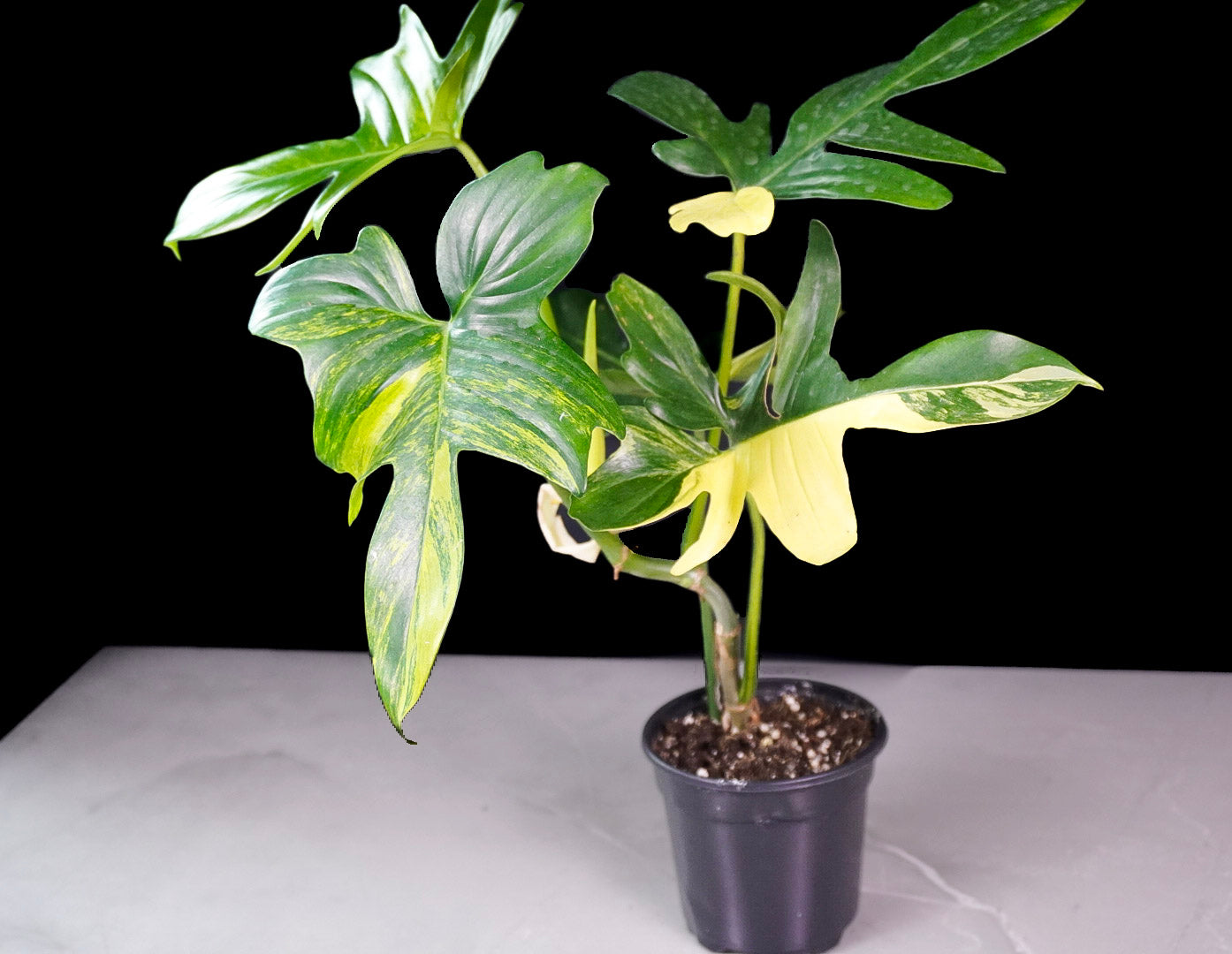 Philodendron Pedatum Variegated M592 lobed variegated foliage