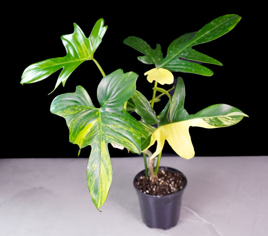 Full plant view of Philodendron Pedatum Variegated M592 in pot